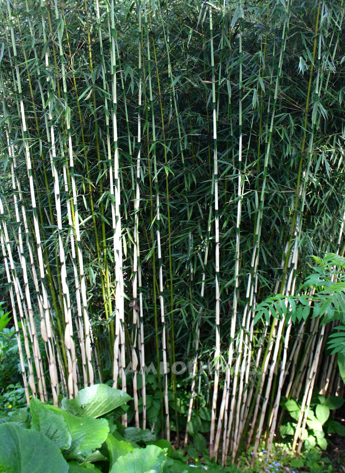 Fargesia Campbel