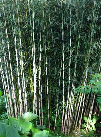 Fargesia robusta Campbell