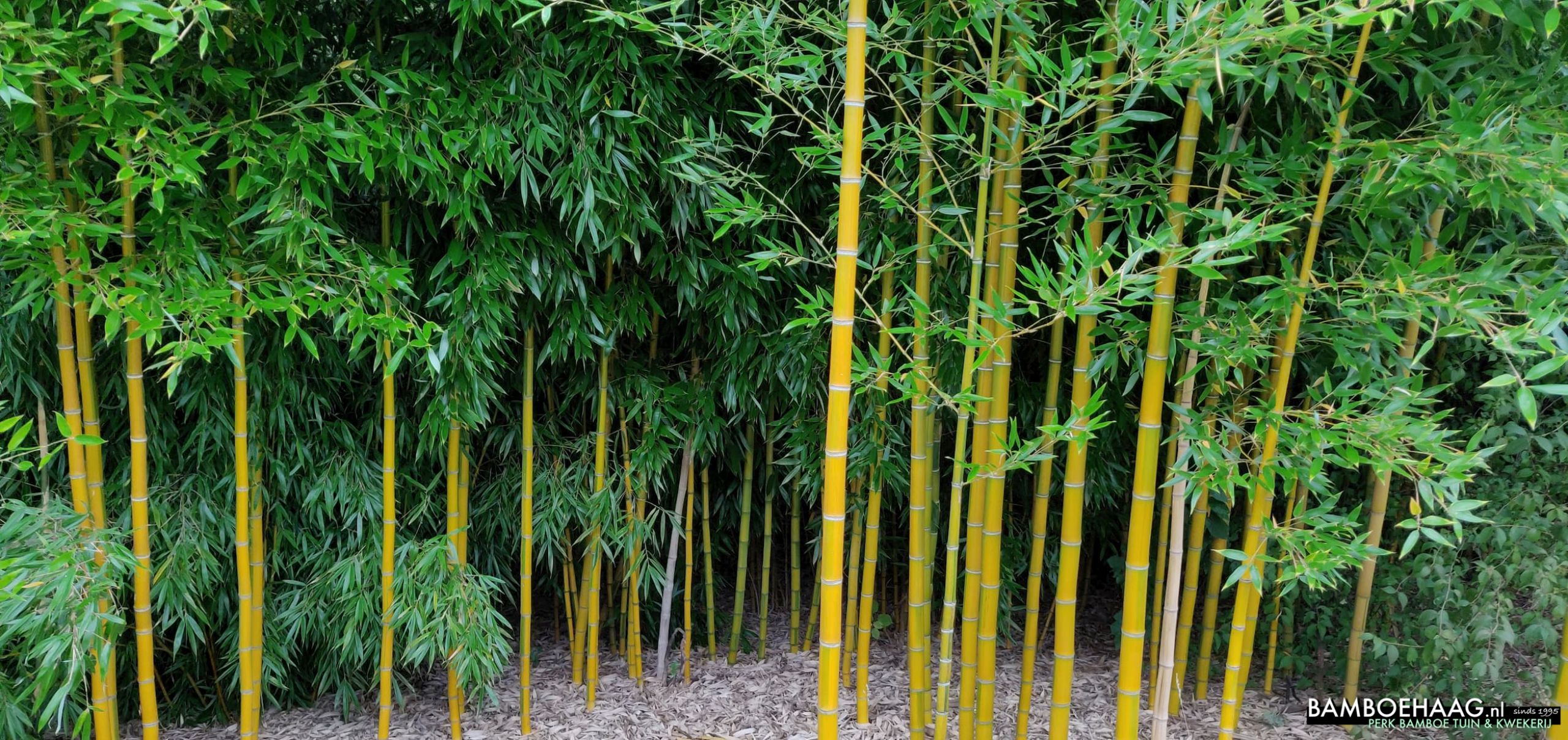 Bamboe soorten 